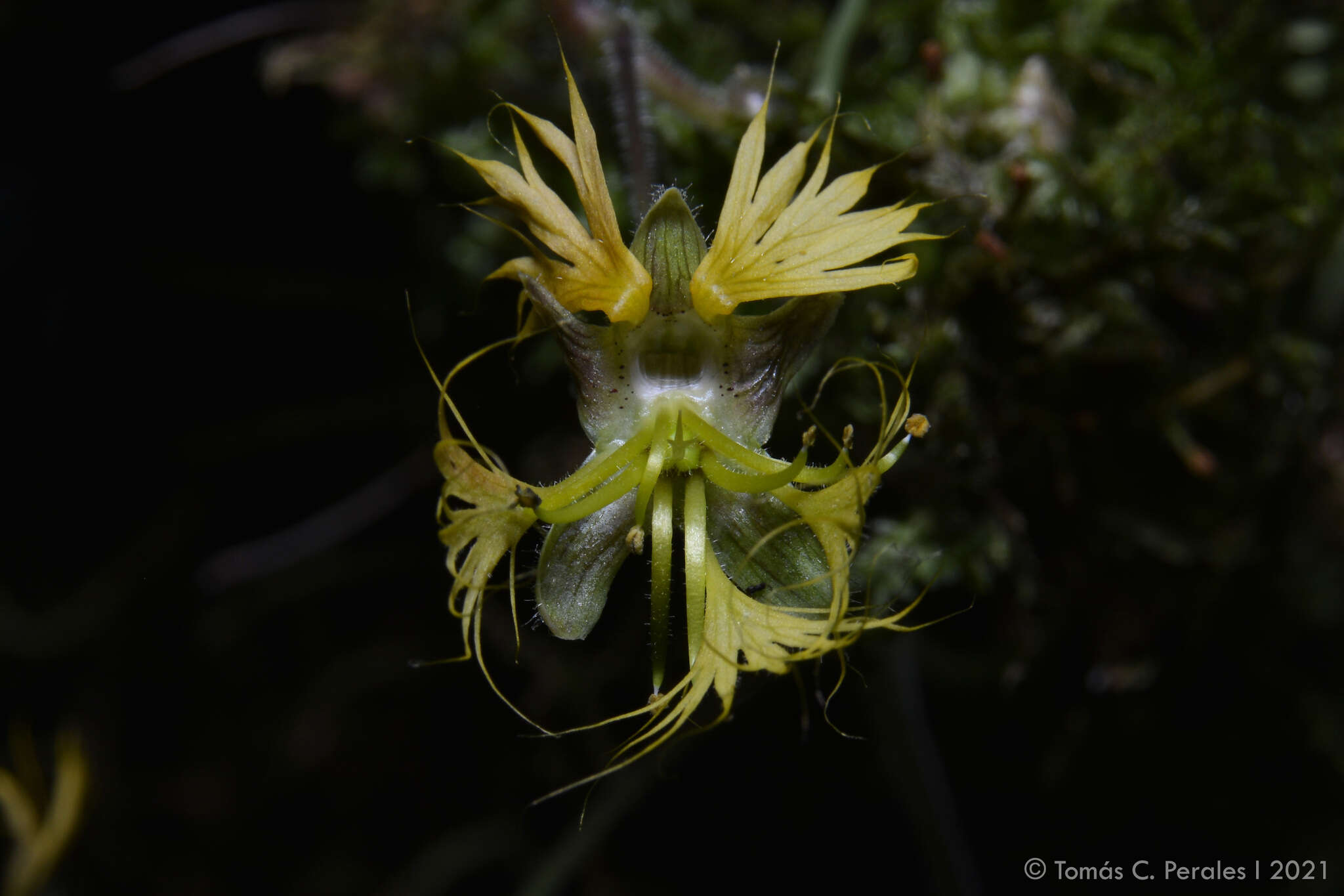 Image of Tropaeolum warmingianum Rohrb.