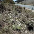 Image de Leucochrysum albicans (A. Cunn.) P. G. Wilson