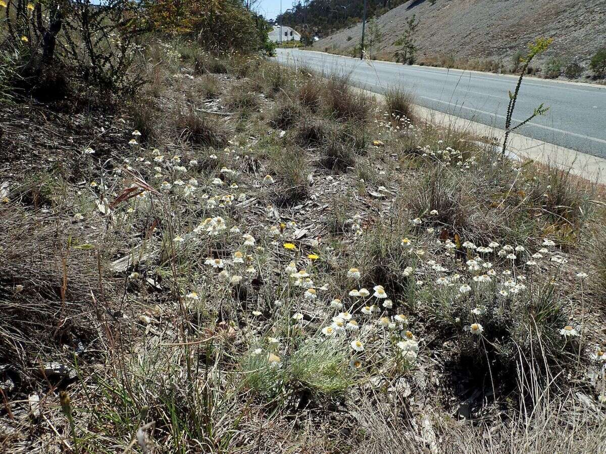 Слика од Leucochrysum albicans (A. Cunn.) P. G. Wilson