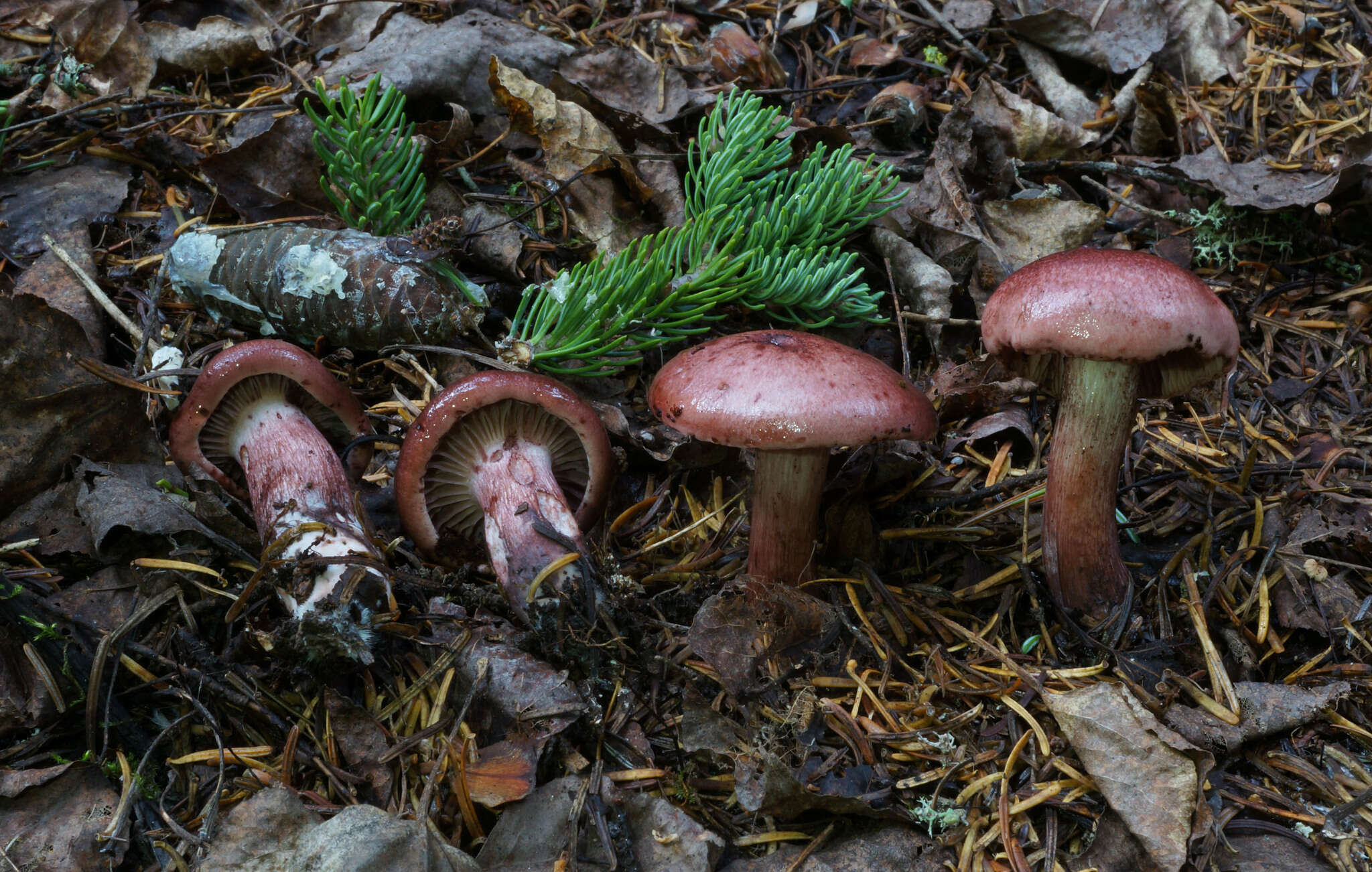 Hygrophorus erubescens (Fr.) Fr. 1838的圖片