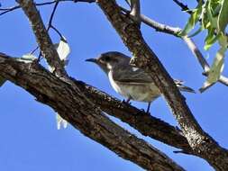 Image of Black-eared Cuckoo