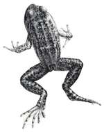 Image of Gray Madagascar Frog
