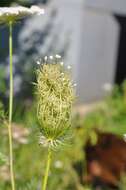 Image of Queen Anne's lace