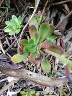 Image of Echeveria bicolor (Kunth) Walther