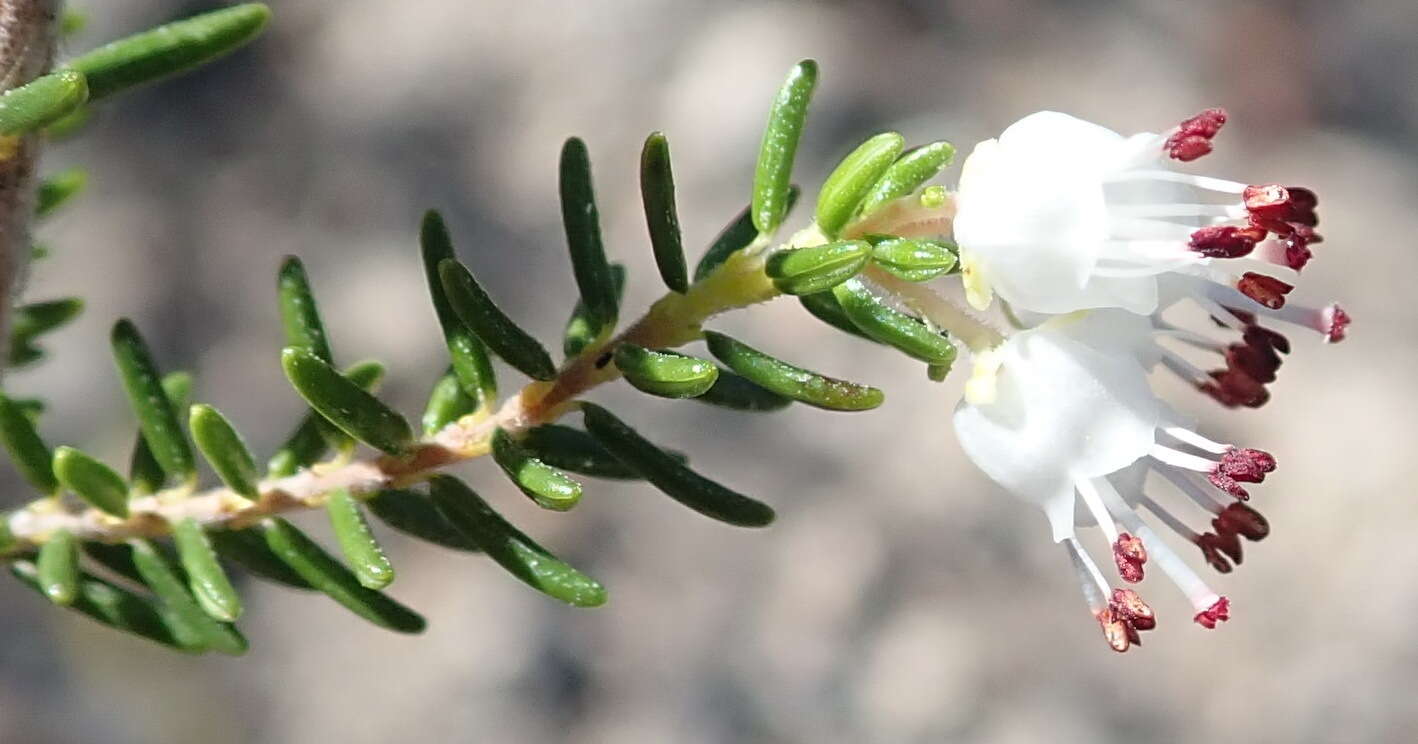 Image of Erica simulans Dulfer