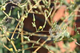 Image of prickly lettuce