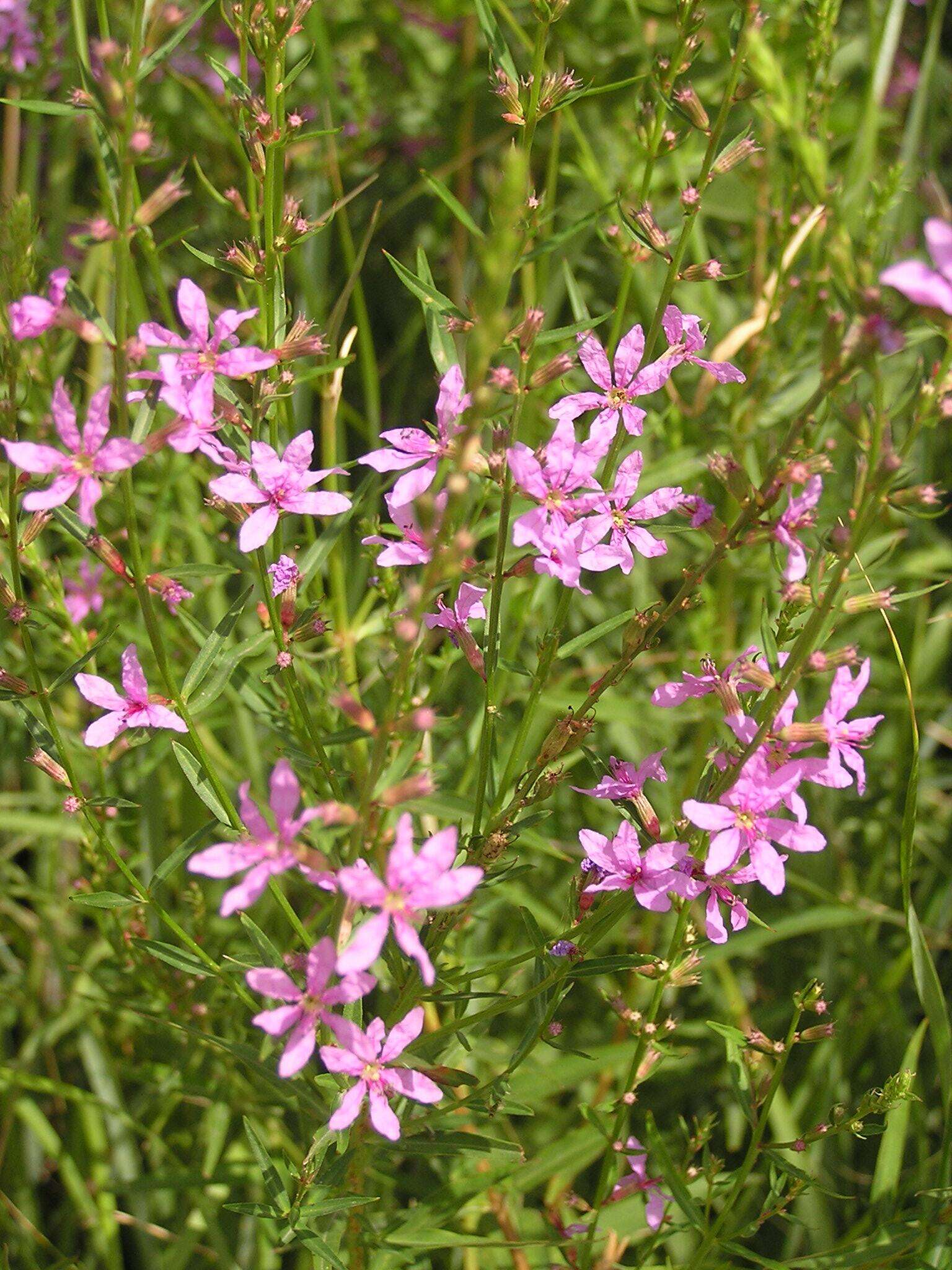 Plancia ëd Lythrum salicaria L.