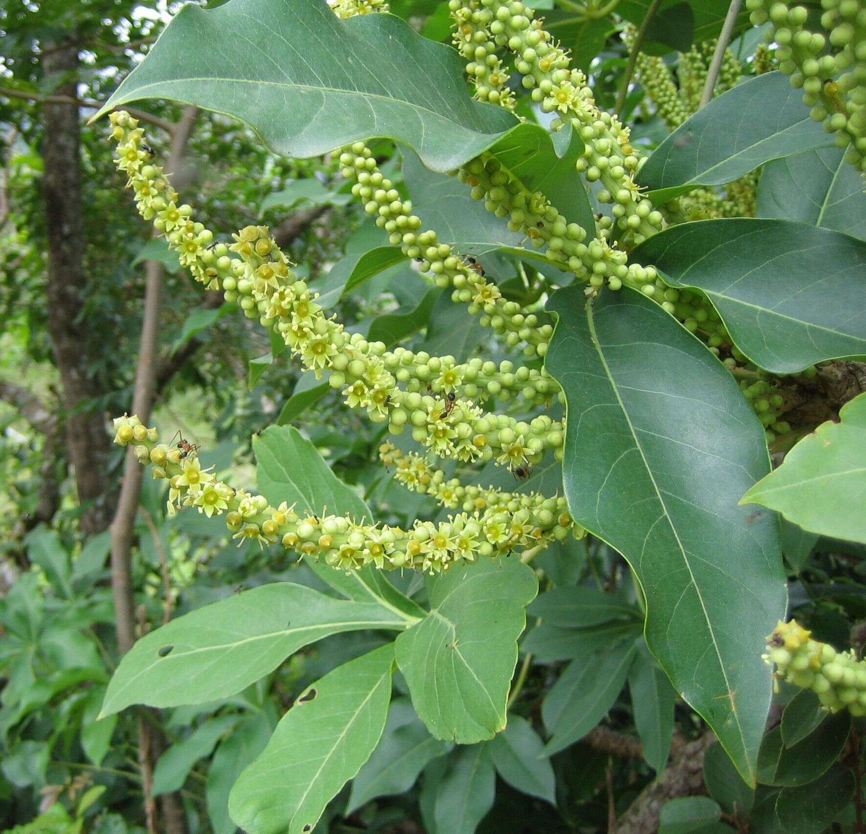 Image of Octopus cabbage tree