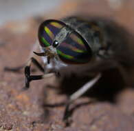 Image of Tabanus subsimilis Bellardi 1859