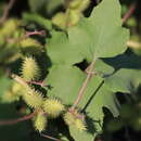 Image of Xanthium strumarium subsp. strumarium