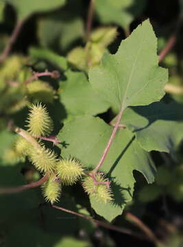 Image of Xanthium strumarium subsp. strumarium