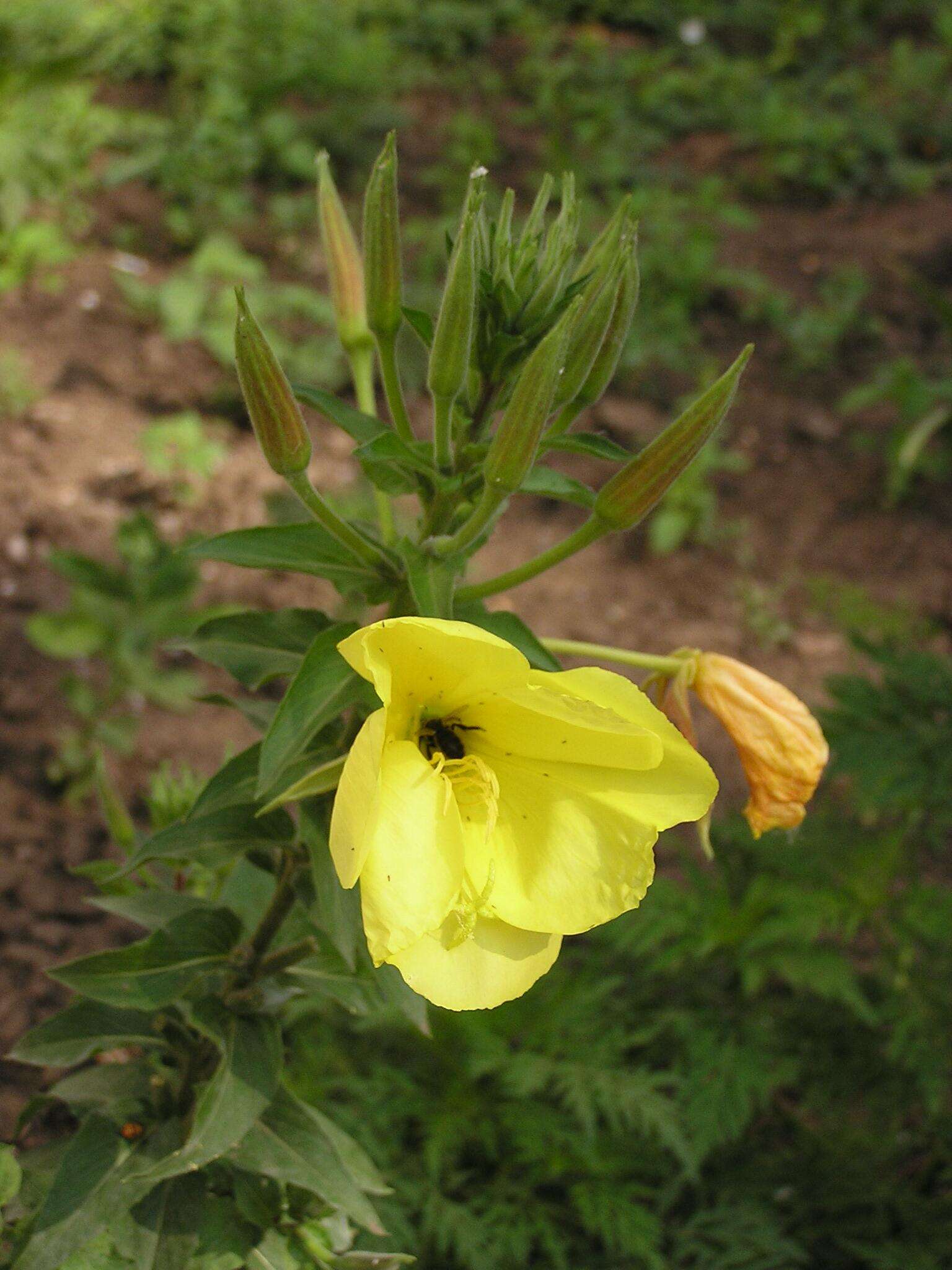 Imagem de Oenothera glazioviana M. Micheli