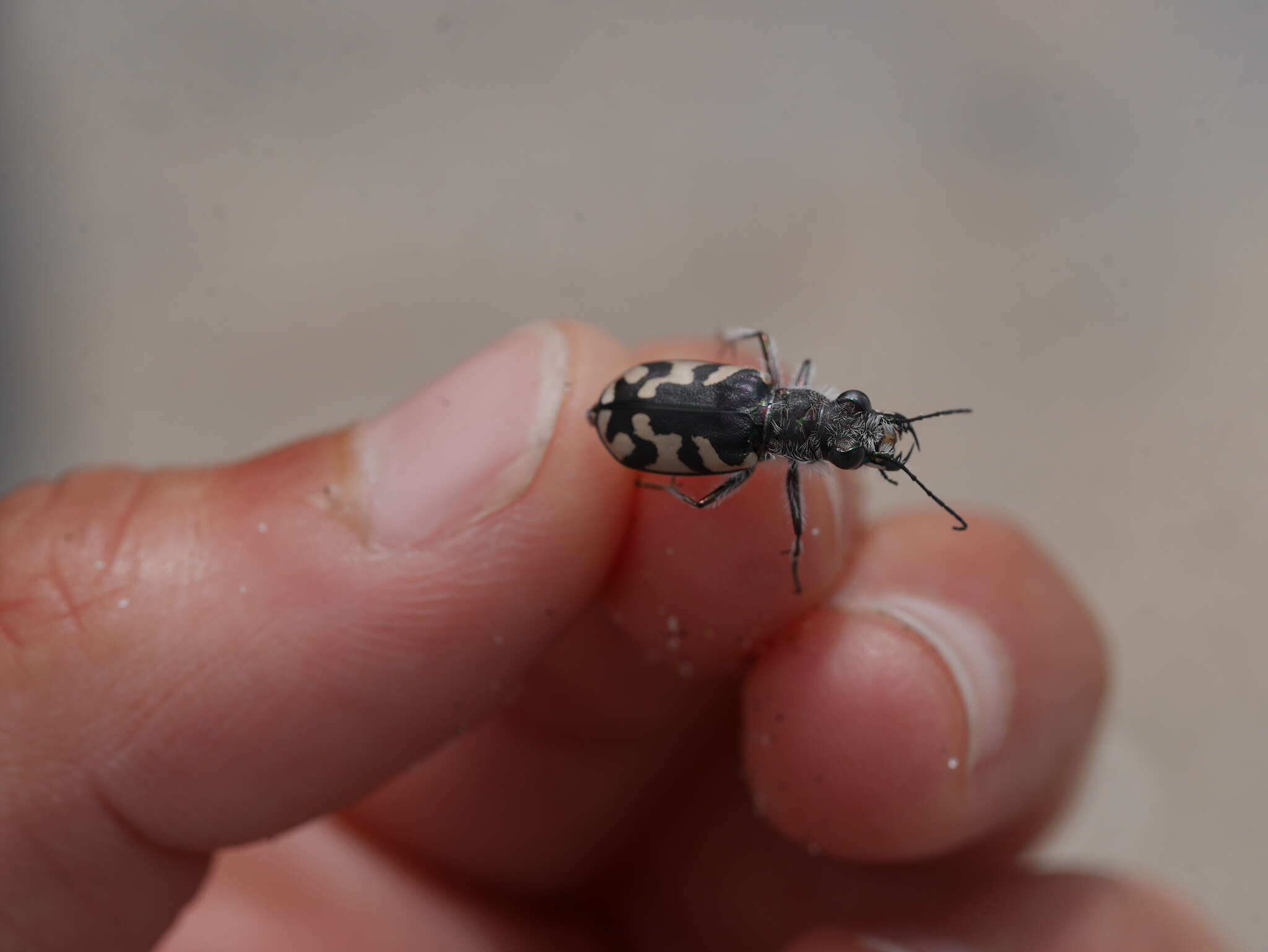 Image of Cicindela (Cicindela) latesignata latesignata Le Conte 1851