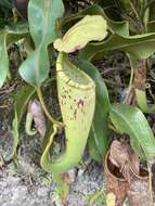 Image of Nepenthes chaniana C. Clarke, Chi. C. Lee & S. McPherson