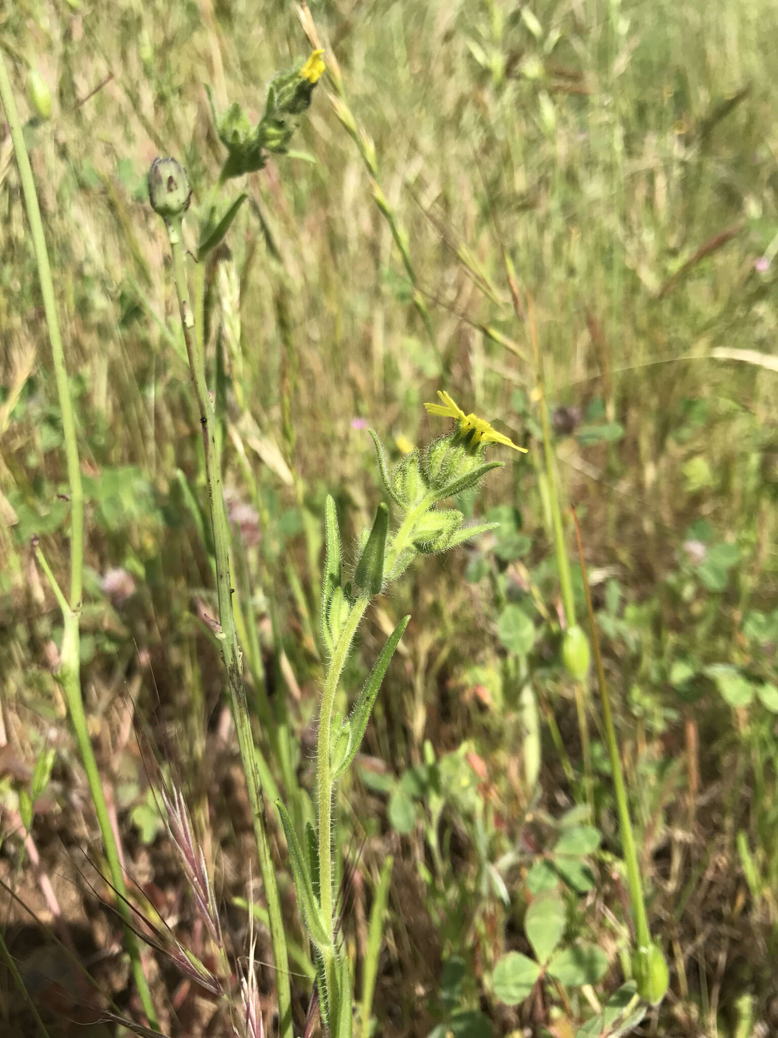 Image of grassy tarweed