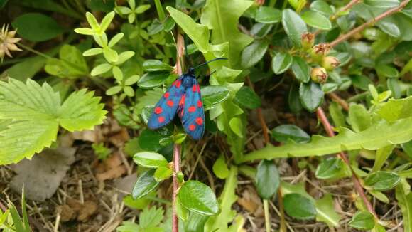 Image of Zygaena transalpina Esper 1781