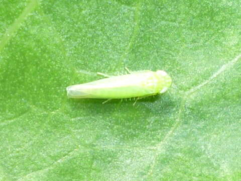 Image of Potato Leafhopper