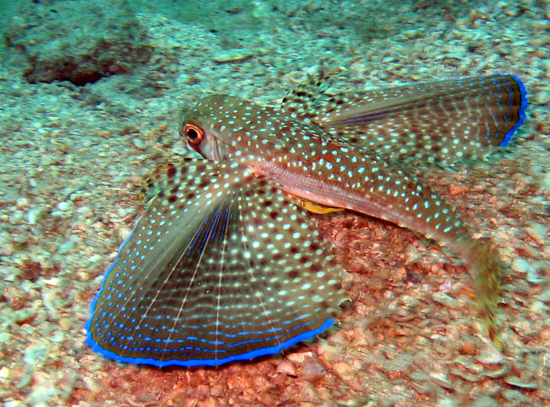 Image of Dactylopterus