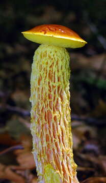 Image of Aureoboletus betula