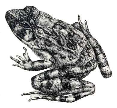 Image of Minervarya keralensis (Dubois 1981)