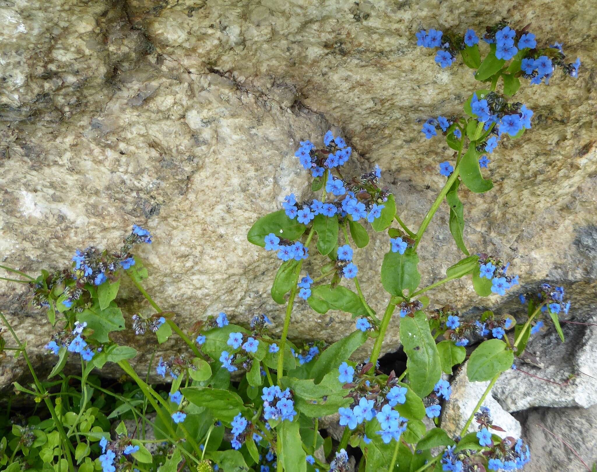 Microula sikkimensis (C. B. Cl.) Hemsl.的圖片