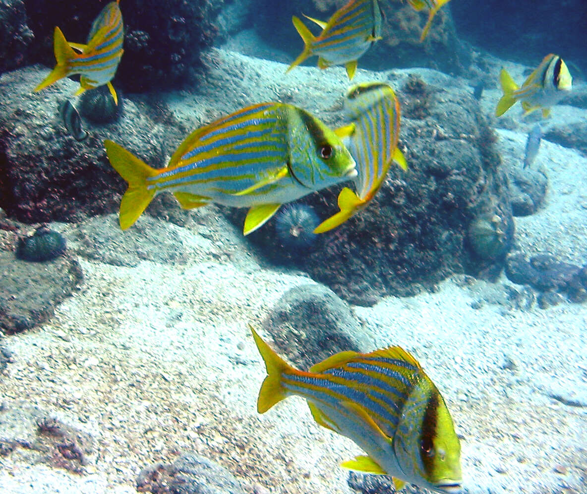 Image of Porkfish