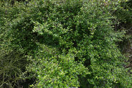 Image of Coprosma