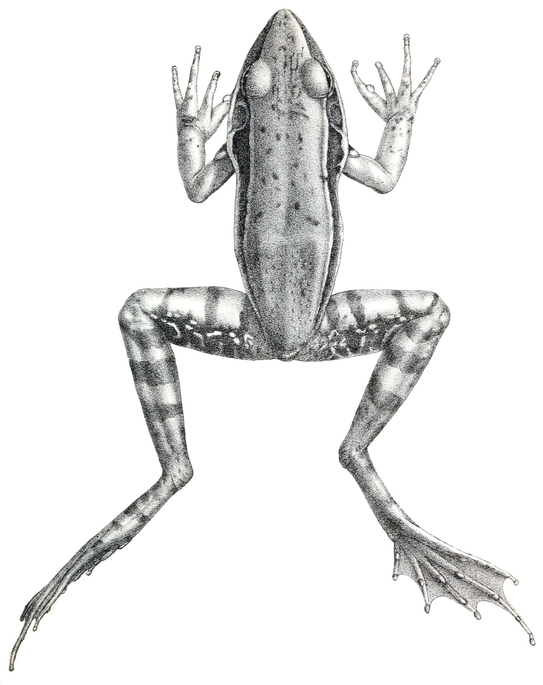 Image of Guenther's Amoy Frog