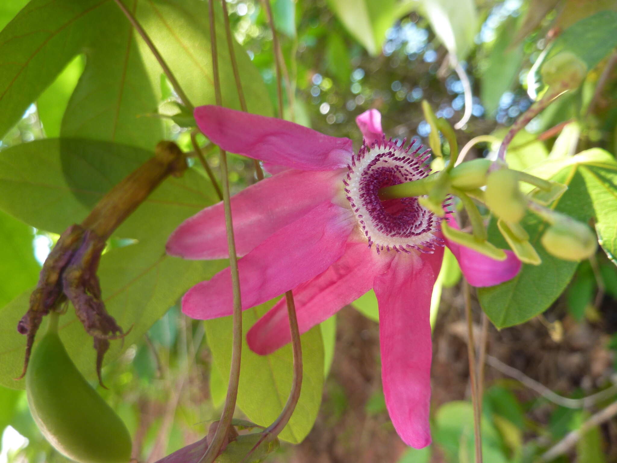 Image of Passiflora tarapotina Harms