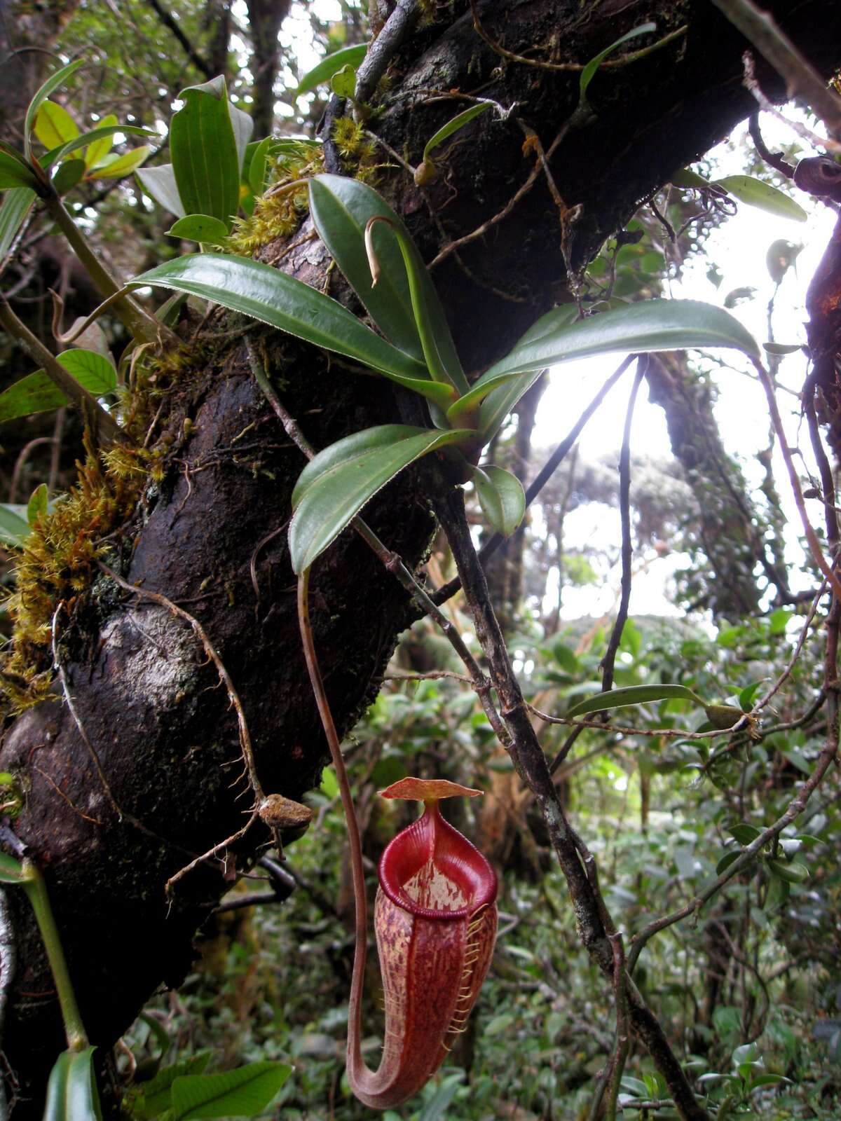 Image of Nepenthes talangensis Nerz & Wistuba