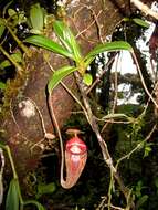 Image of Nepenthes talangensis Nerz & Wistuba