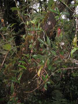 Image of Nepenthes talangensis Nerz & Wistuba