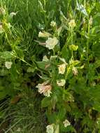 Epilobium luteum Pursh resmi