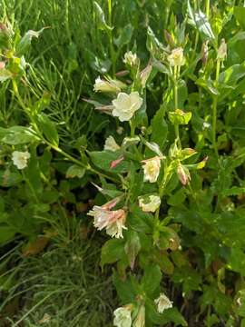 Epilobium luteum Pursh resmi