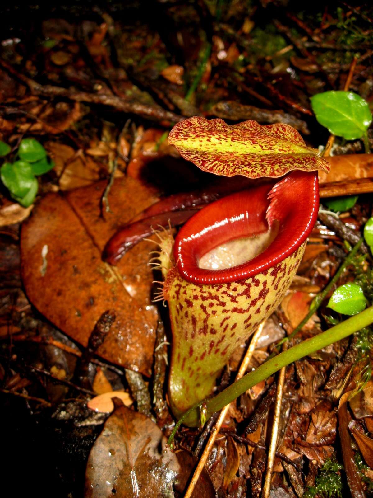 Image of Nepenthes talangensis Nerz & Wistuba