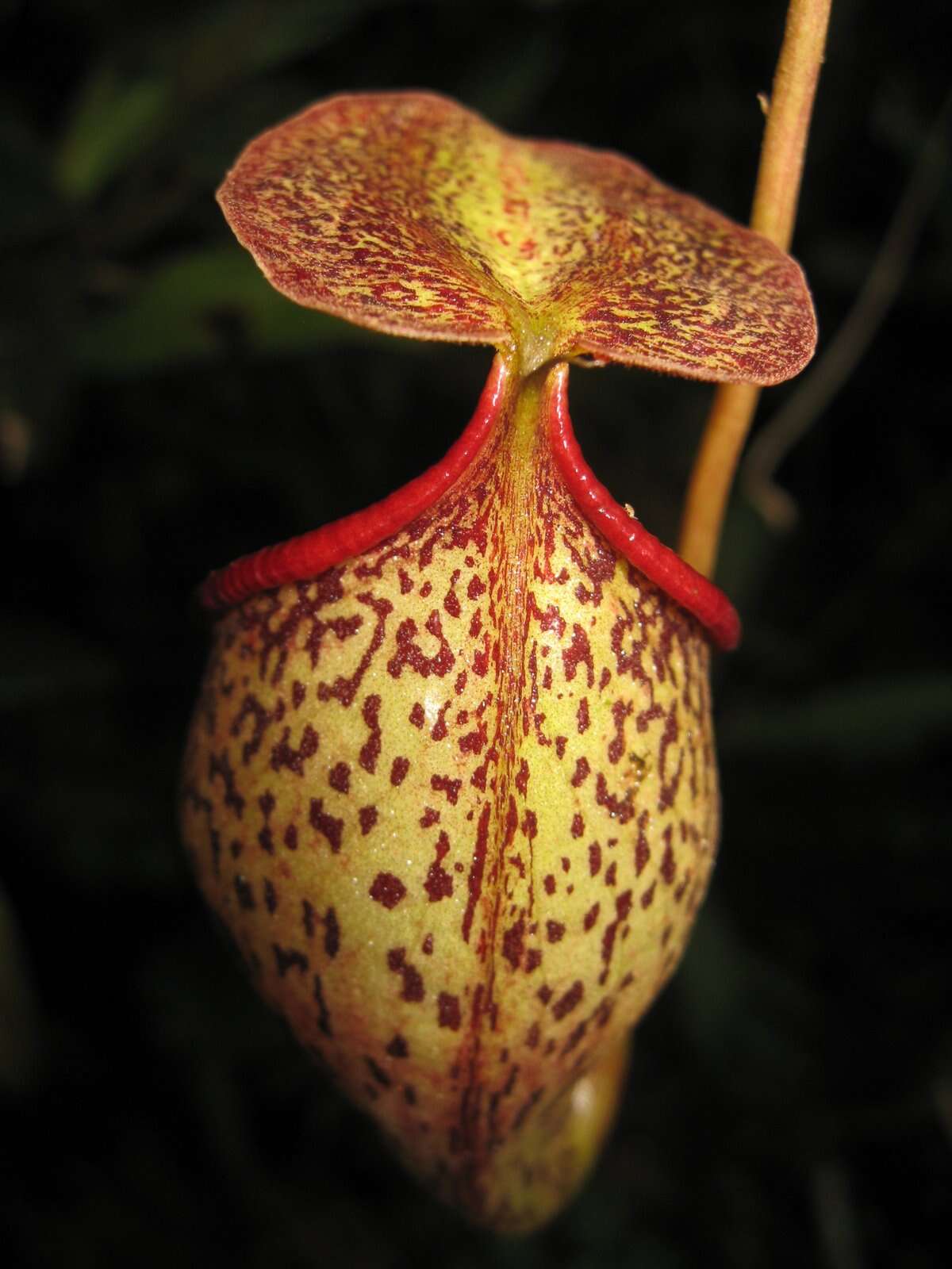 Image of Nepenthes talangensis Nerz & Wistuba