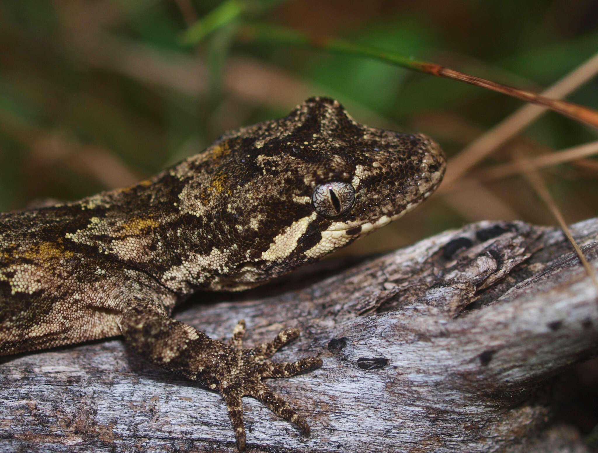 Image of Mokopirirakau Nielsen, Bauer, Jackman, Hitchmough & Daugherty (2011)