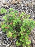 Imagem de Acalypha radians Torr.