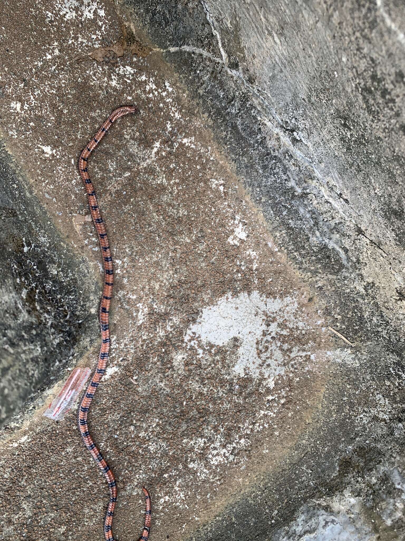 صورة Calliophis nigrotaeniatus (Peters 1863)