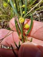 Image of Acacia bynoeana Benth.