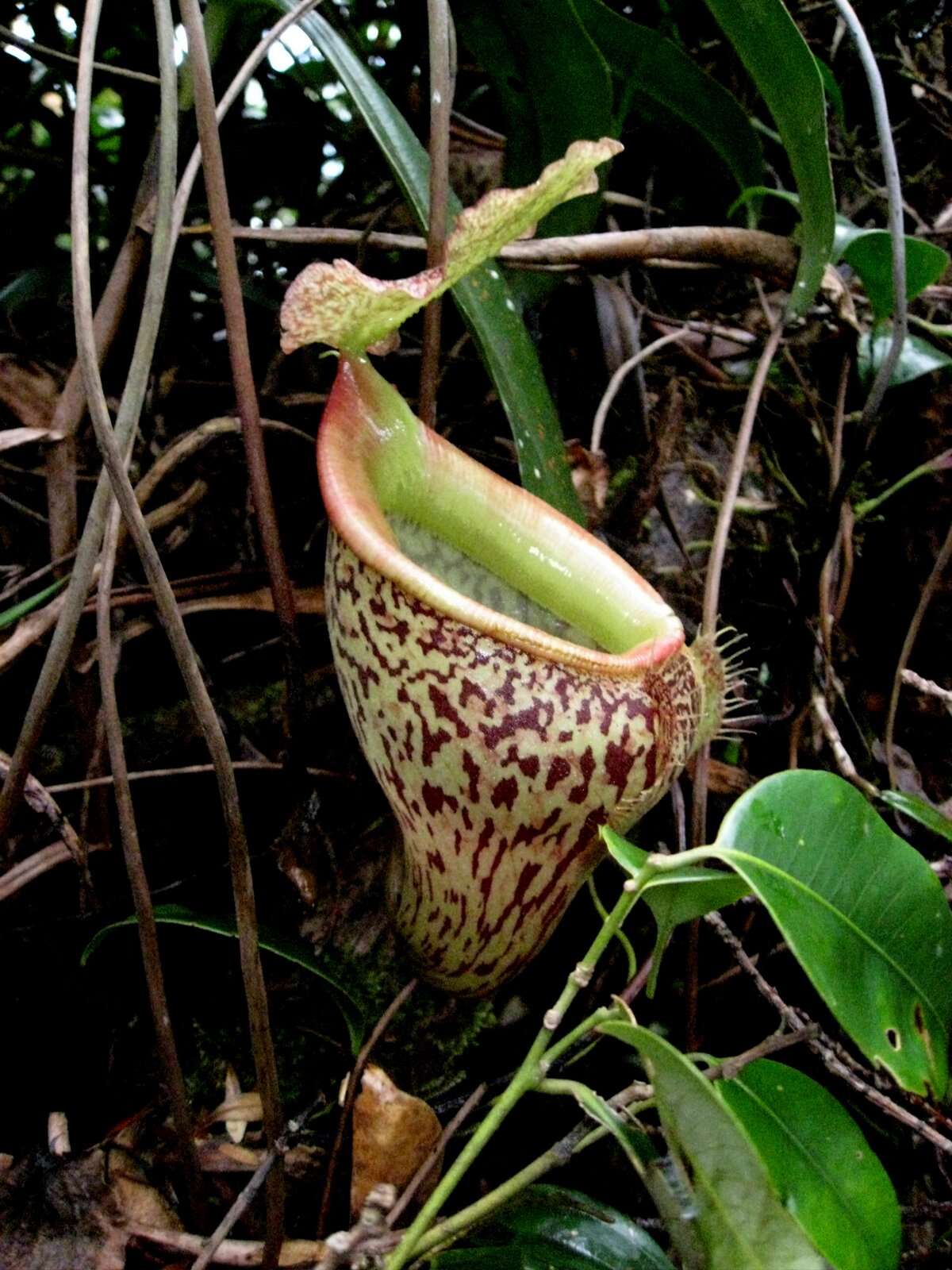 Image of Nepenthes talangensis Nerz & Wistuba