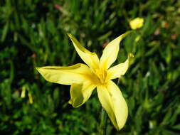 Image of Cape tulip