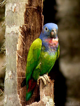 Image of Pionus menstruus rubrigularis Cabanis 1881