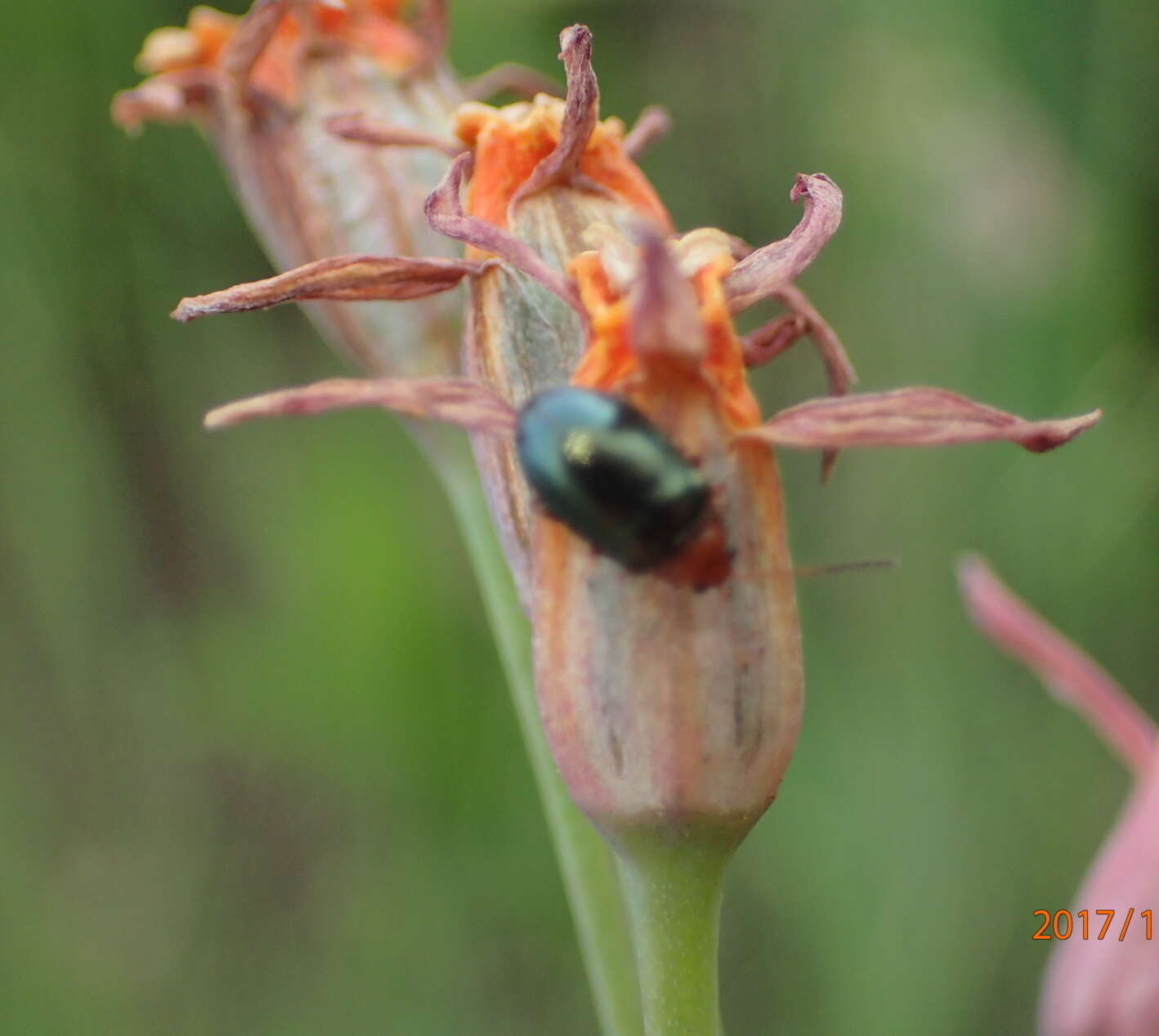 Image of Tulbaghia acutiloba Harv.