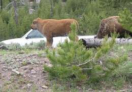 Image of American Bison