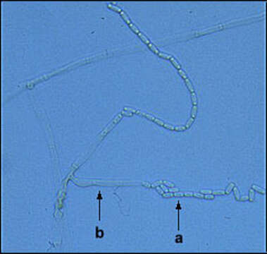 Ceratocystis resmi