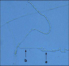 Image of Ceratocystis