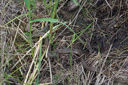 Image of Thamnophis elegans vagrans (Baird & Girard 1853)