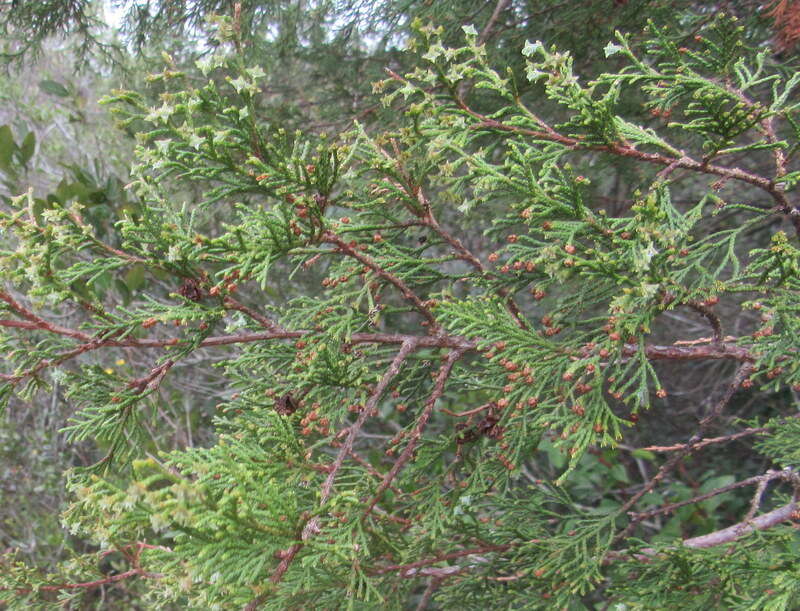 Image of Atlantic White Cedar