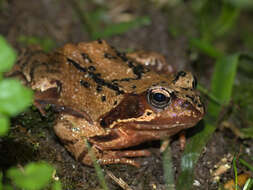 Image of Common frog